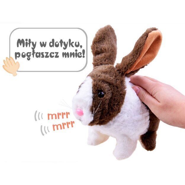 Interaktyvus rudas triušis su morka
