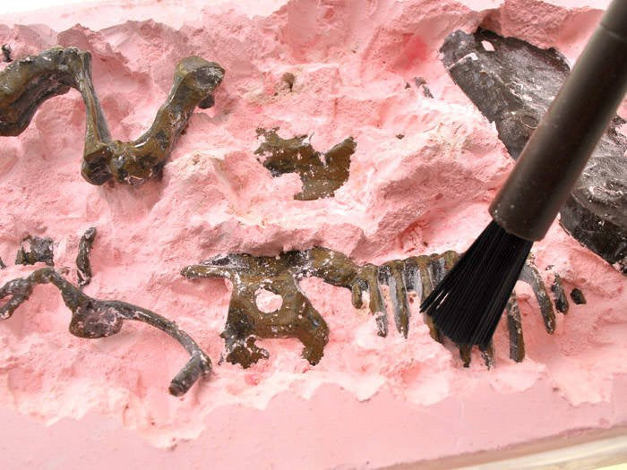 Archeologinis rinkinys Tyranozauro 3D skeletas