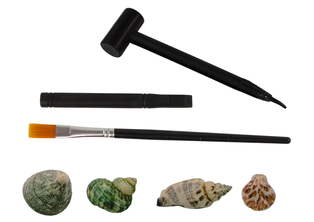 Archeologijos kasinėjimų rinkinys kriauklės