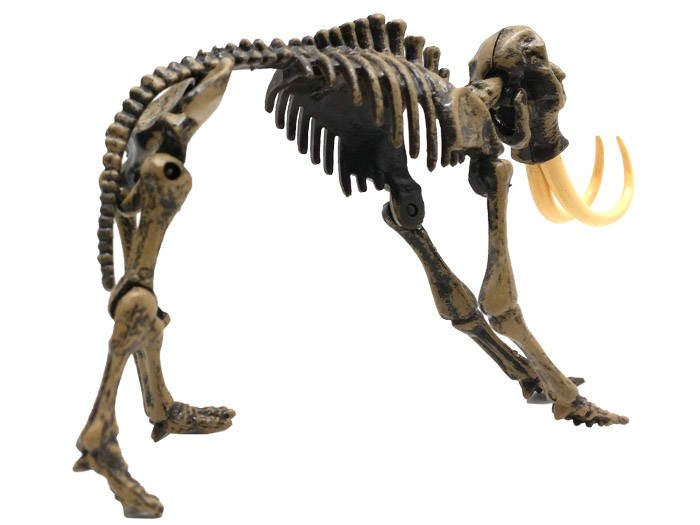 Archeologinis rinkinys mamuto 3D skeletas