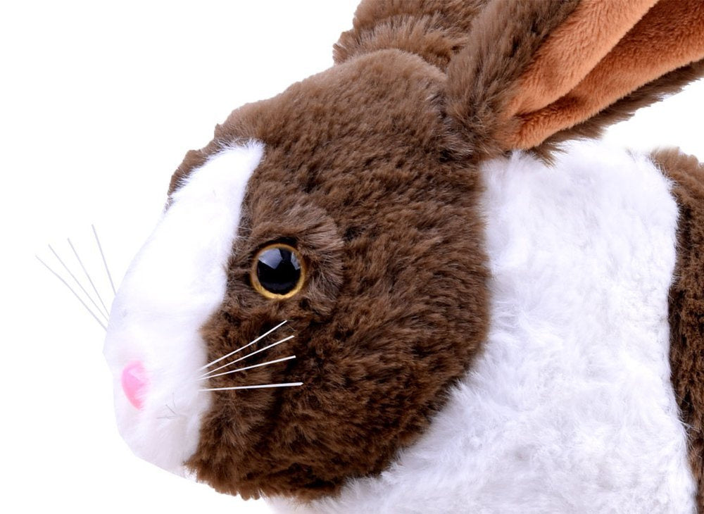 Interaktyvus rudas triušis su morka