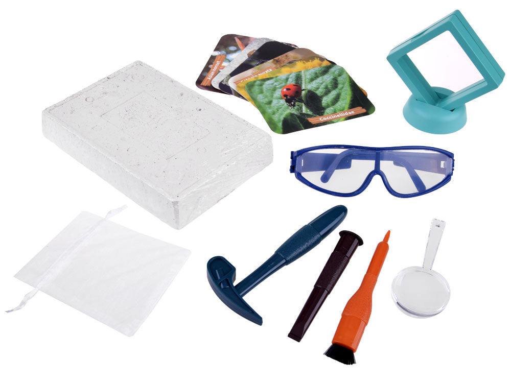 Archeologinių kasinėjimų rinkinys vabzdžių fosilijų