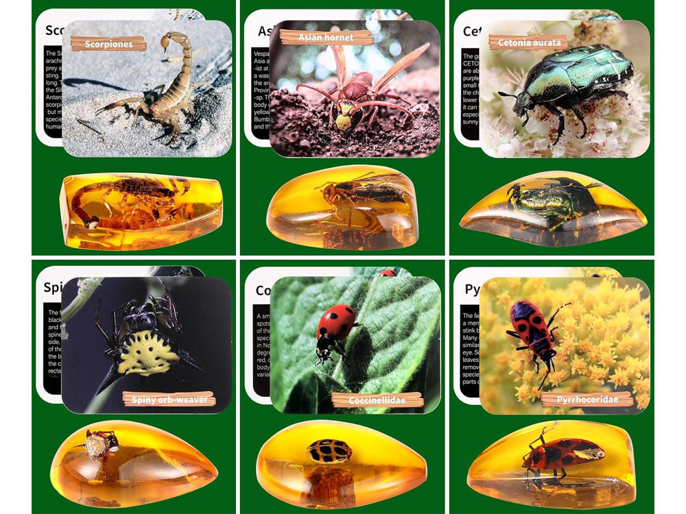 Archeologinių kasinėjimų rinkinys vabzdžių fosilijų