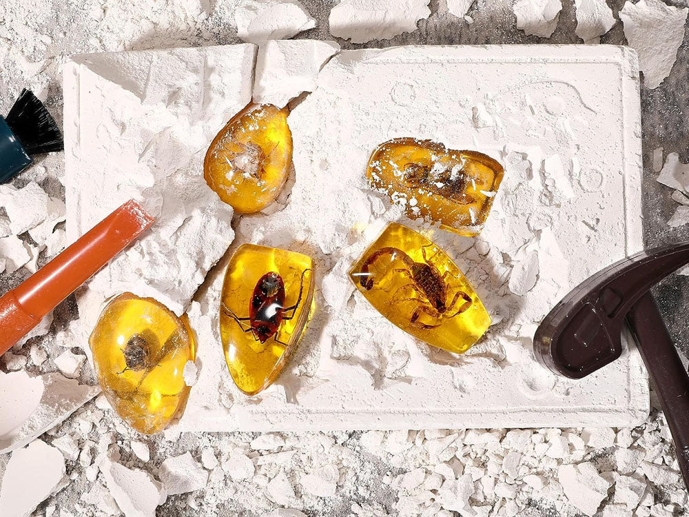 Archeologinių kasinėjimų rinkinys vabzdžių fosilijų