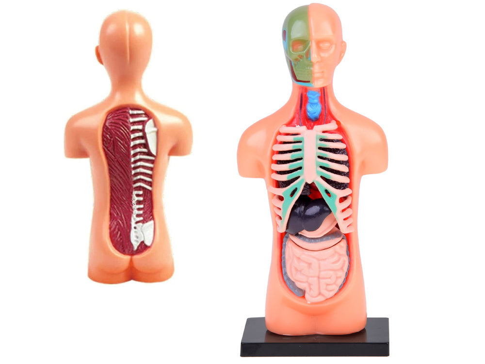 Anatominis žmogaus kūno modelis su organais 11 el.