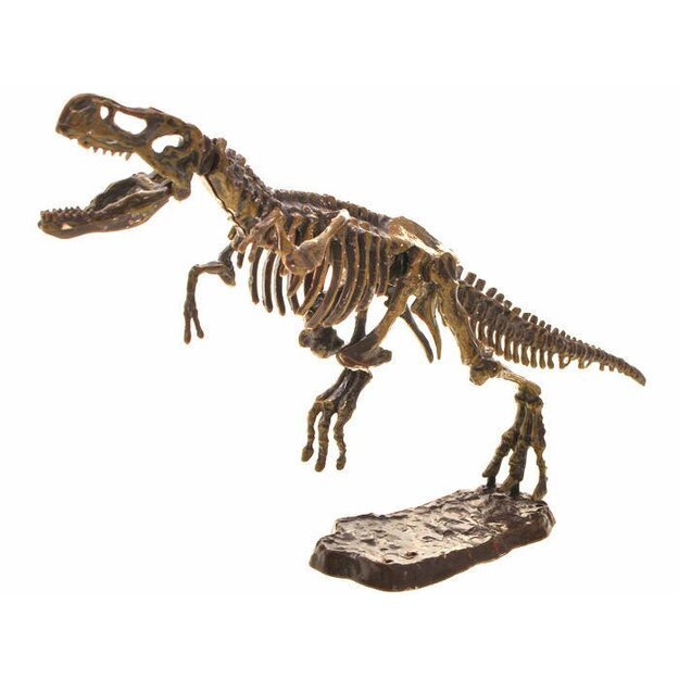 Archeologinis rinkinys Tyranozauro 3D skeletas